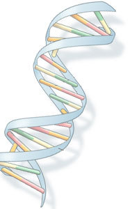 DNA structuur